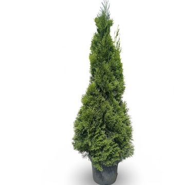 Thuja occidentalis 'Smaragd'
