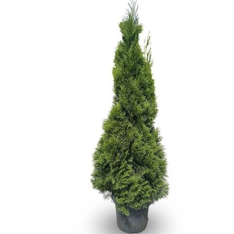 Thuja occidentalis 'Smaragd'
