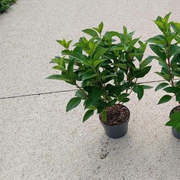 Hydrangea paniculata PINKY WINKY