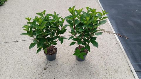 Hydrangea paniculata PINKY WINKY