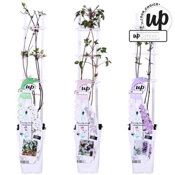 Clematis MONTANA MIX (M)