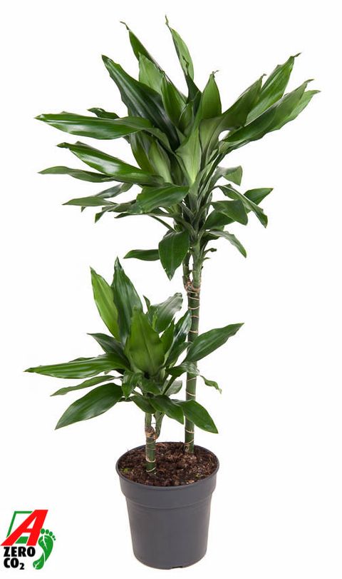 Dracaena fragrans 'Джанет Линд'