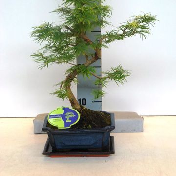 Pseudolarix amabilis