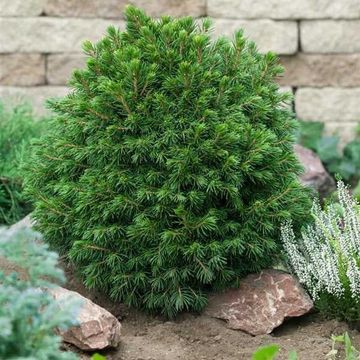 Picea abies 'Tompa'