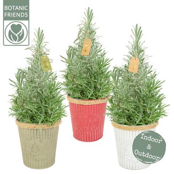 Lavandula angustifolia