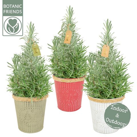 Lavandula angustifolia