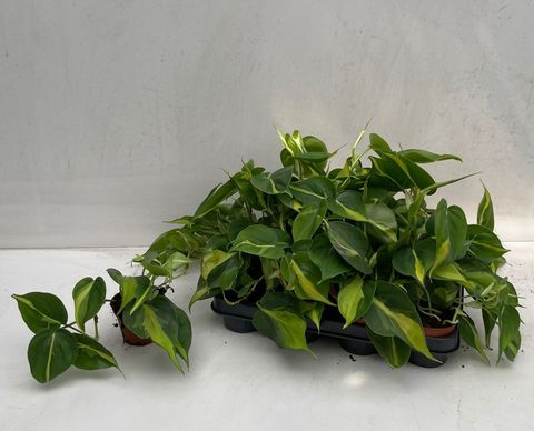 Philodendron scandens 'Brasil'