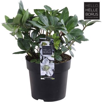 Helleborus niger