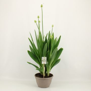 Ornithogalum saundersiae