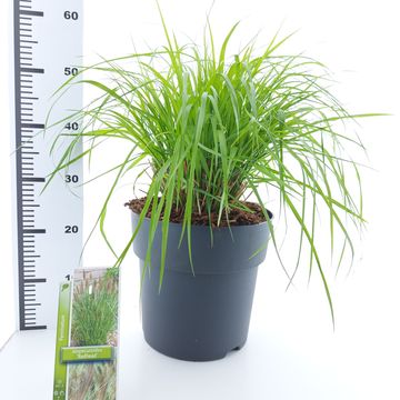 Pennisetum alopecuroides 'Red Head'