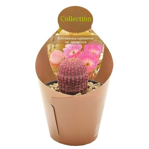 Echinocereus rigidissimus rubispinus