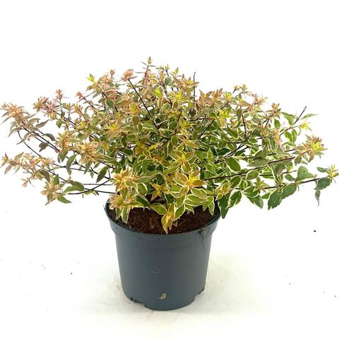 Abelia x grandiflora 'Radiance'