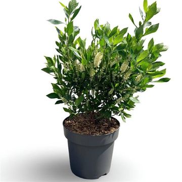 Clethra alnifolia 'Hummingbird'