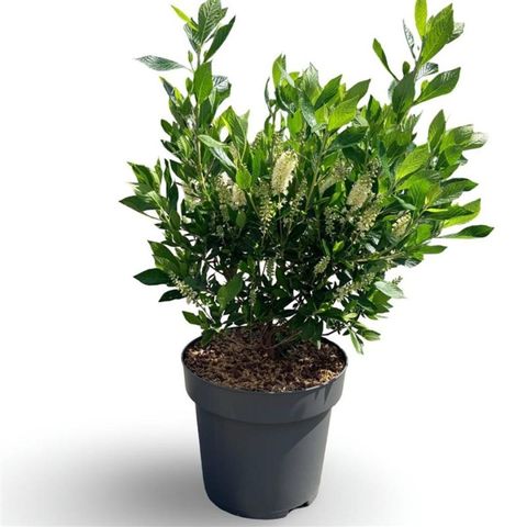 Clethra alnifolia 'Hummingbird'