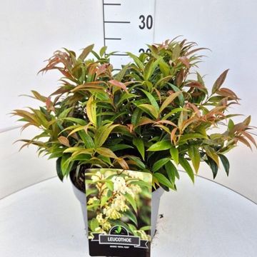 Leucothoe keiskei 'Royal Ruby'