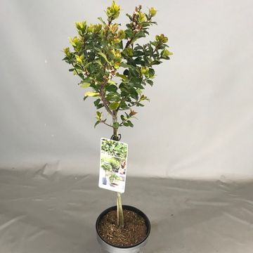 Ilex x meserveae 'Blue Prince'