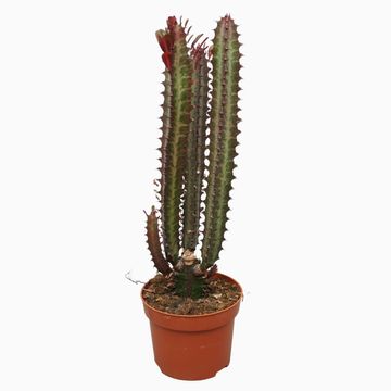 Euphorbia trigona 'Rubra'
