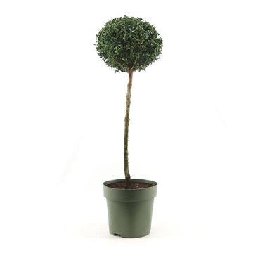 Buxus sempervirens