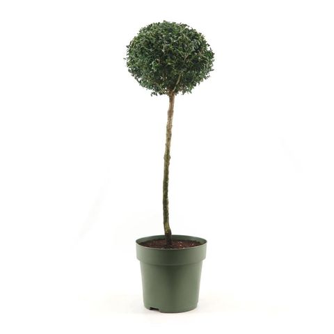 Buxus sempervirens