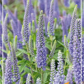 Veronica spicata CANDELA BLUE