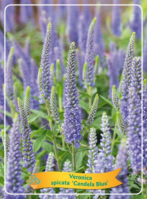 Veronica spicata CANDELA BLUE