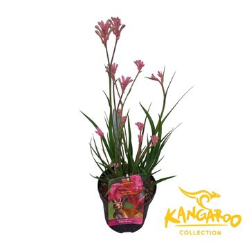 Anigozanthos 'Bush Inferno'