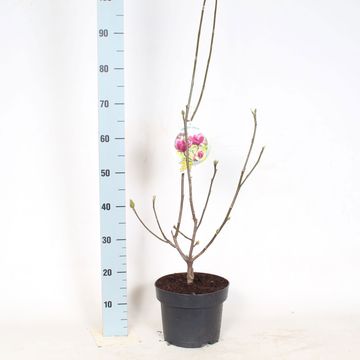 Magnolia 'Genie'