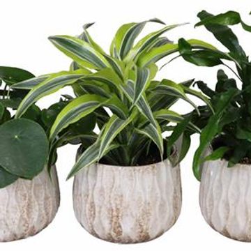 Φυτά εσωτερικού χώρου MIX