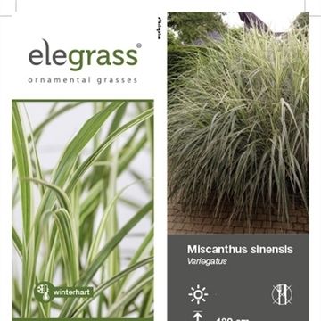 Miscanthus sinensis 'Variegatus'