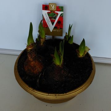 Hippeastrum SONATINI MIX