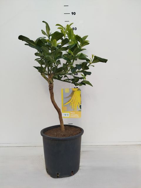 Citrus medica 'Buddha's Hand'