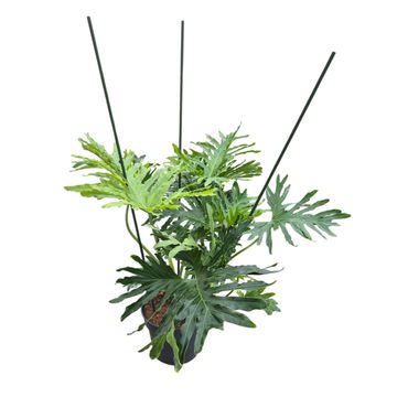 Philodendron selloum