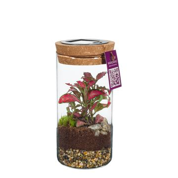 Järjestelyt Terrarium