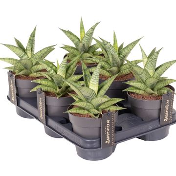 Sansevieria 'Star Mini Marble No.2'