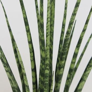 Sansevieria bacularis 'Fernwood Mikado'