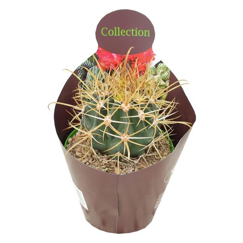 Ferocactus chrysacanthus