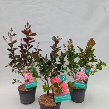 Lagerstroemia indica MIX