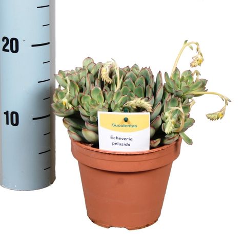 Echeveria 'Pelusida'