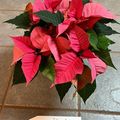 Euphorbia pulcherrima CHRISTMAS FEELINGS PINK