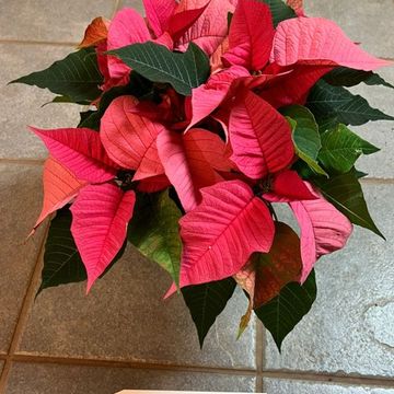 Euphorbia pulcherrima CHRISTMAS FEELINGS PINK