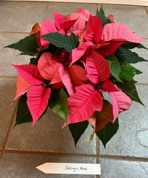 Euphorbia pulcherrima CHRISTMAS FEELINGS PINK