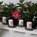 Mandevilla RIO HOT PINK