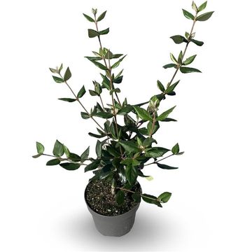 Viburnum x burkwoodii