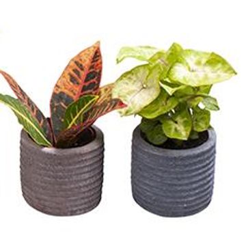 Houseplants MIX