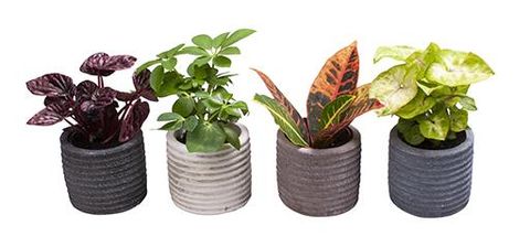 Plantas de interior MIX