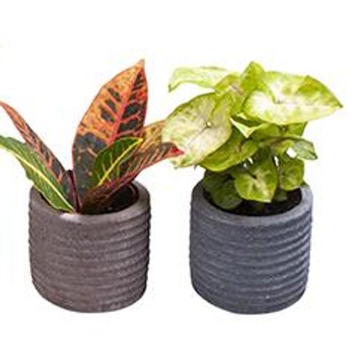 Plantas o interior MIX