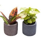 Houseplants MIX