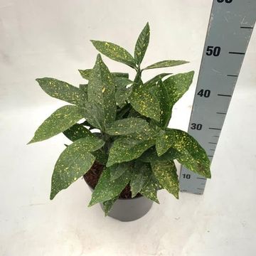 Aucuba japonica 'Variegata'