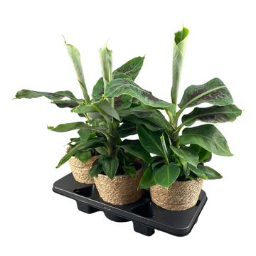 Musa 'Dwarf Cavendish'