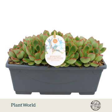 Echeveria 'Skater'